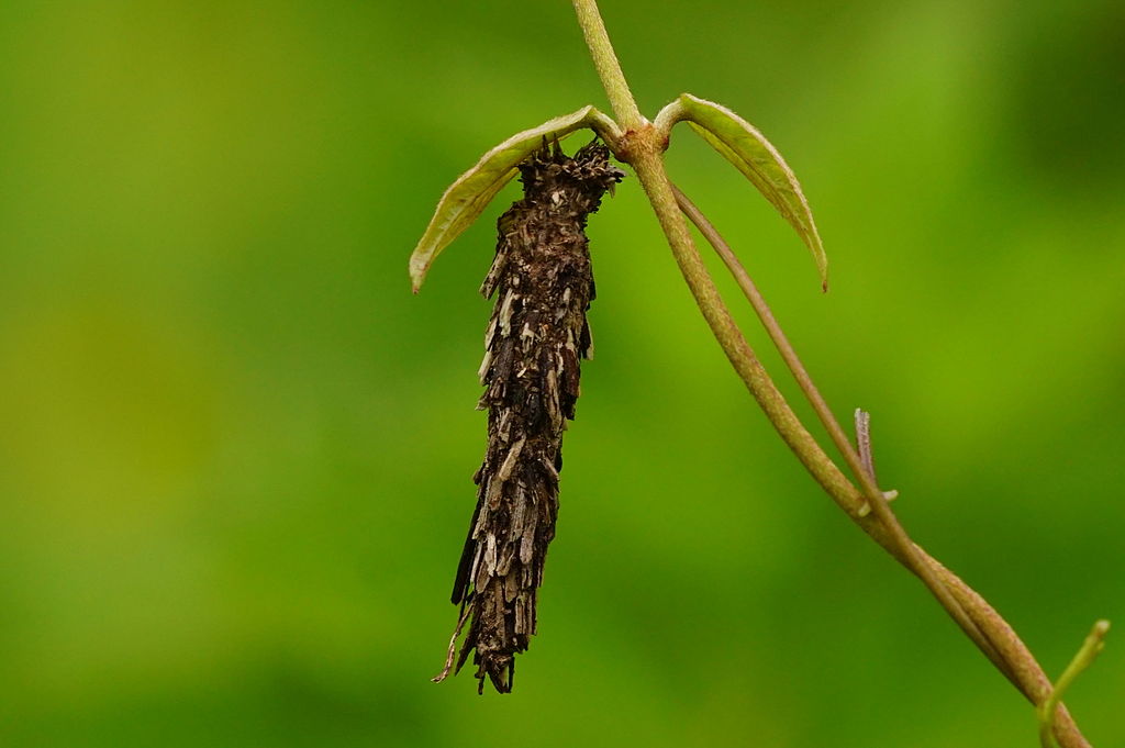 all-about-bagworms-treatment-identification-and-control-expectations